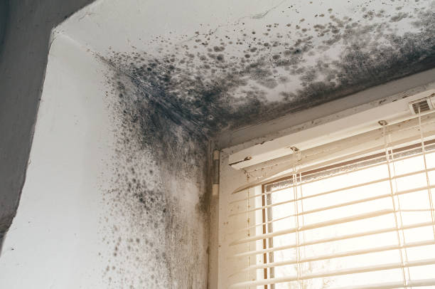 Trusted Black Mold Removal service in Unionville, PA - Cheap Mold Removal